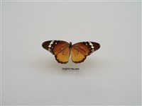 藏品(南非蝴蝶(二))的圖片